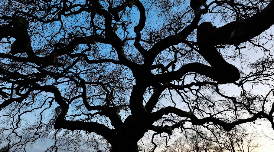 L'arbre, par Jean-Louis Aubert