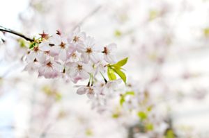 Ménage de printemps